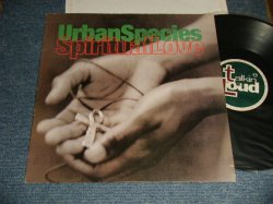 画像1: URBAN SPECIES - SPIRITUAL LOVE  (Ex+++/MINT-) / 1994 UK ENGLAND ORIGINAL Used LP