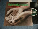 画像: URBAN SPECIES - SPIRITUAL LOVE  (Ex+++/MINT-) / 1994 UK ENGLAND ORIGINAL Used LP