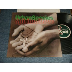 画像: URBAN SPECIES - SPIRITUAL LOVE  (Ex+++/MINT-) / 1994 UK ENGLAND ORIGINAL Used LP