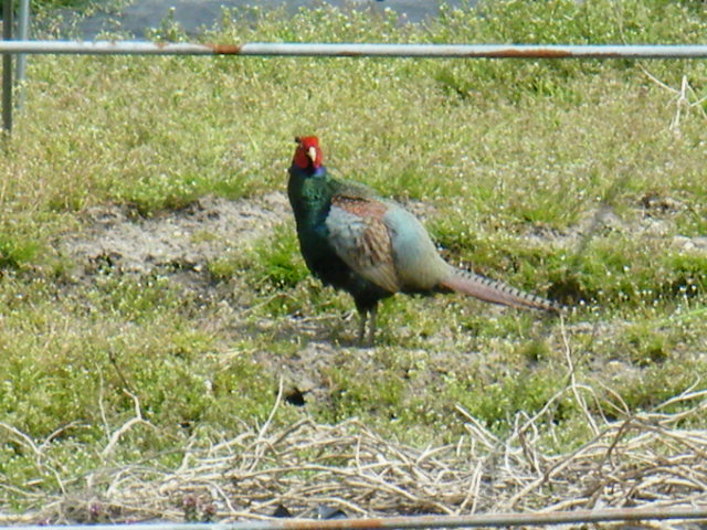 画像: 珍客万来　今度は雉（鳥のキジ）だ