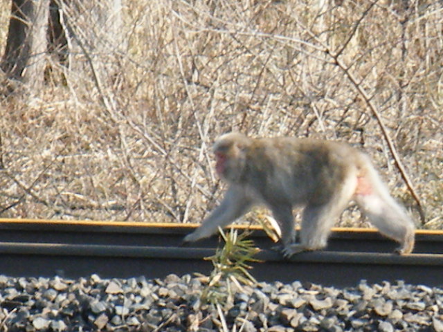 画像: 仙山線　列車の再開より前に　猿軍団が　part 1 