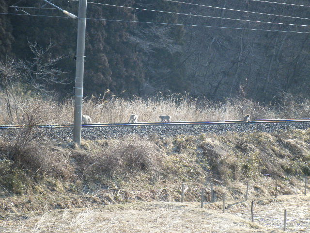 画像: 仙山線　列車の再開より前に　猿軍団が　part   3